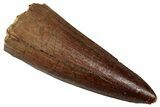 Fossil Spinosaurus Tooth - Real Dinosaur Tooth #356788-1